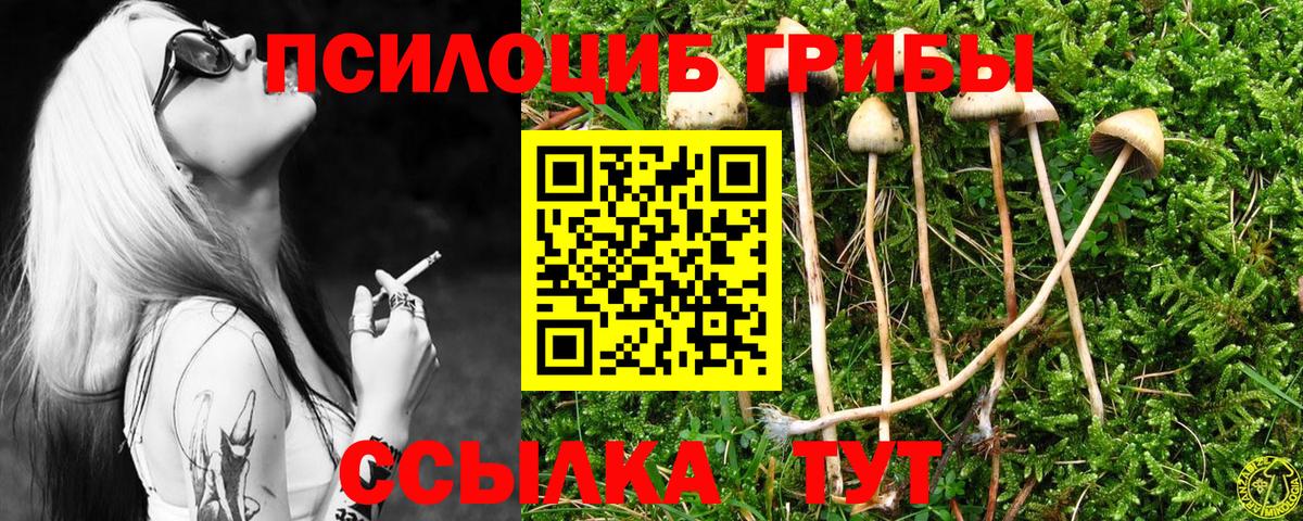 Новочебоксарск  Псилоцибиновые грибы Cubensis  Вход с VPN 